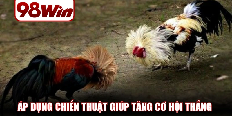 Đá Gà 98WIN – Sảnh Chiến Thuật Hấp Dẫn, Cơ Hội Thắng Cao 3 da ga 98win 3