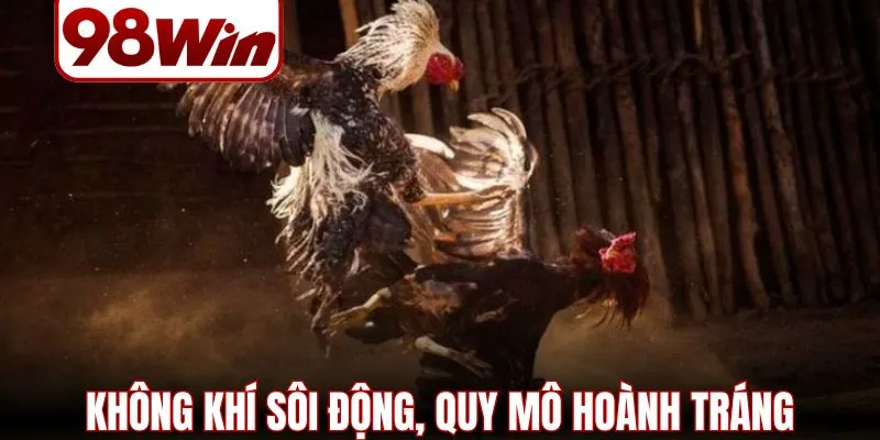 Đá Gà Thomo – 4 Hình Thức Thi Đấu Hấp Dẫn Nhất Năm 2026 1 da ga thomo 1