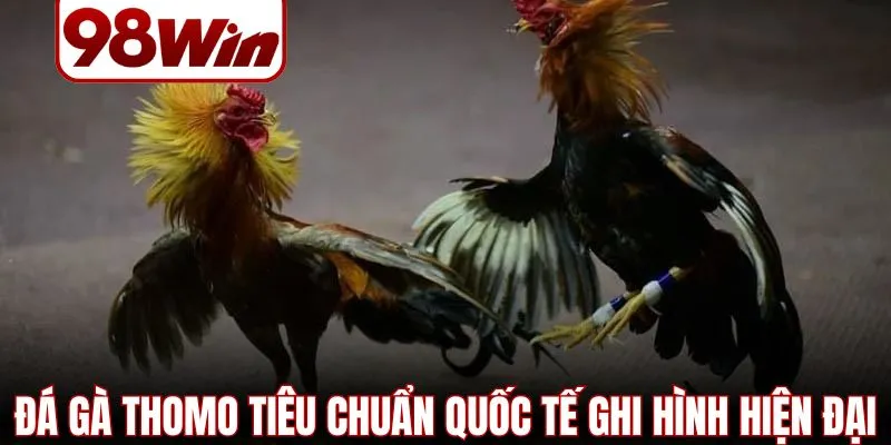 Đá Gà Thomo – 4 Hình Thức Thi Đấu Hấp Dẫn Nhất Năm 2026 2 da ga thomo 2
