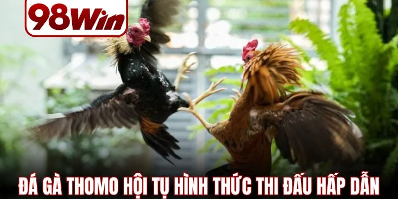 Đá Gà Thomo – 4 Hình Thức Thi Đấu Hấp Dẫn Nhất Năm 2026 3 Đá gà Thomo